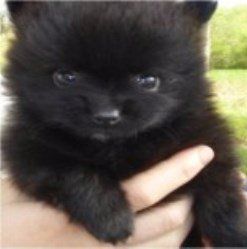 baby faced purebred Pomeranian